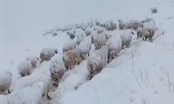 Kar altında koyun sürüsünün zorlu yolculuğu