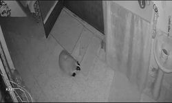 Kedilerin mamasını çalan porsuklara karşı önlem aldı