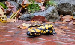 Kemaliye'de koruma altındaki benekli semenderler görüldü