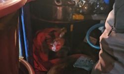 Kestane kazanı kediye sıcacık yuva oldu