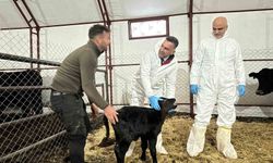 Kırsalda üretime teşvik: Pertek’te genç veterinere destek