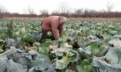 Malatya’da üretici çareyi alternatif ürünlerde buldu