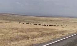 Malazgirt'te aç kalan domuz sürüsü şehre indi