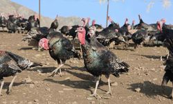 Memleketine dönen gurbetçi çiftlik kurarak kendi işinin patronu oldu