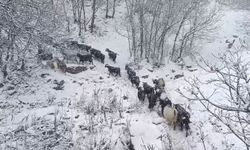 Muş’ta yüksek kesimlerde kar yağışı besicileri olumsuz etkiledi