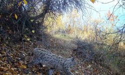 'Ormanın Hayaleti' vaşak Erzincan'da güvenlik kamerasına yakalandı