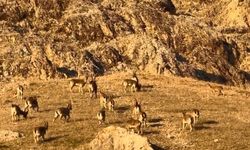 Palu'nun tarihi kalesinde yaban hayatı sürprizi