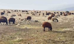 Patnos'ta kar yağmadı, çiftçilerin yüzü güldü