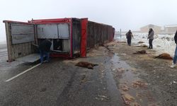 Patnos'ta tır kazası: 10 küçükbaş hayvan telef oldu