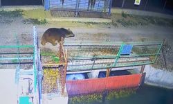 Sıcaklıklar değişti, ayılar kış uykusuna yatmadı