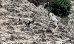 Tunceli'de tekelerin liderlik kavgası kameraya yansıdı