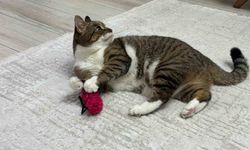 Uzmanından evcil hayvan aşısı için kritik uyarı