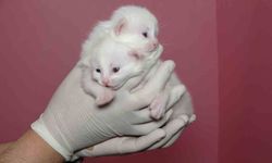 Van Kedi Villası’nda bu yıl 120 yavru kedi dünyaya geldi