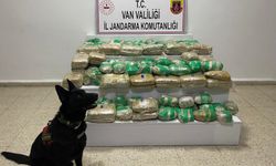 Van'da 51 kilo skunk yakalandı