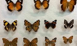 Van'da binlerce kelebeğin korunduğu araştırma koleksiyonu artıyor