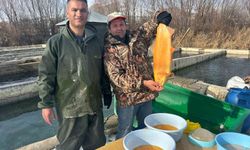 Van'da binlerce ton kapasiteli tesislerde alabalık sağım mesaisi