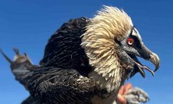 Van'da tedavi edilen yırtıcı kuşlar doğal yaşam alanına bırakılıyor