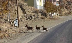 Yaban keçileri için sayım yapılıyor