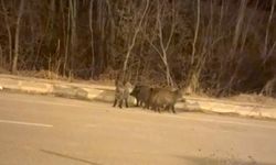Yüksekova'nın farklı noktalarında görülen domuz sürüleri paniğe neden oldu