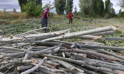 Yükselen kömür fiyatları kırsalı oduna yöneltti