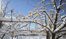 Ahlat’ta kar altında kalan elmalar ilginç görüntüler oluşturdu