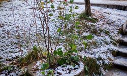Ahlat’ta soğuk ve kırağı etkili oldu