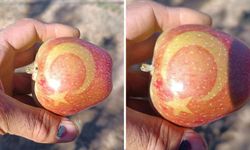 Ahlat’ta Elmalara Ay-Yıldız Damgası