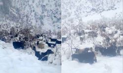 Hizan’da küçükbaş hayvanlar kara hazırlıksız yakalandı