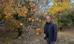 Ahlat’ta cennet hurması denemesi başarıyla sonuçlandı