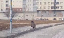 Tatvan’da yaban domuzu alarmı