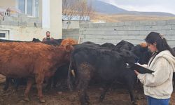 Adilcevaz’da dağıtılan büyükbaş hayvanlar kontrolden geçti