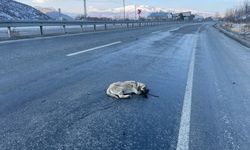 Tatvan’da otomobilin çarptığı köpek ağır yaralandı