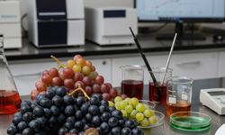 Hizan üzümü bilimsel incelemeye alındı: Yerel çeşitler sağlık ve sanayi için umut vadediyor