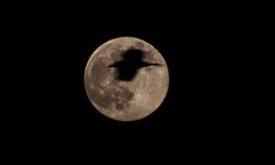 Ekin kargasının uçuş anı dolunayla ile aynı karede fotoğraflandı