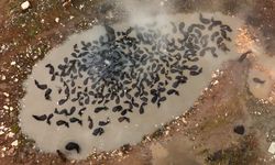 Burası Afrika değil, Güroymak!