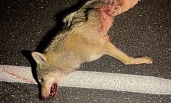 Adilcevaz'da aracın çarptığı kurt telef oldu