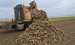 Adilcevaz’da şeker pancarı hasadı devam ediyor