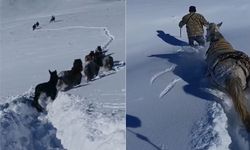 Hizan’da karda mahsur kalan at ve katırlar kurtarıldı