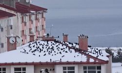 Tatvan’da Soğuk Hava Kuşları Çatıya Topladı