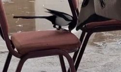 Oyun masaları boş kaldı, saksağanın zekâsı ilgi odağı oldu