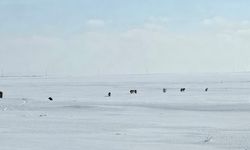 Göldüzü Köyü’nde başıboş sokak köpeği tedirginliği