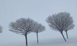 Güroymak’ta kırağı kışın güzel yüzünü gösterdi