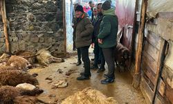 Aç kurtlar Kars’ta sürüye saldırdı: 130 koyun telef