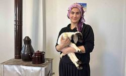 Annesiz kalan kuzuya şefkat eli