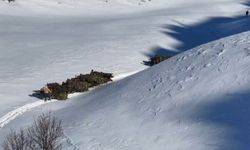 Bitlis'te hayvanlar için kızaklı yem seferberliği