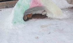 Diyadin'de soğuk havalara karşı hayvanlara kardan barınak yapıldı