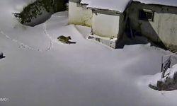 Elazığ'da evin çevresinde yiyecek arayan kurt paniğe neden oldu
