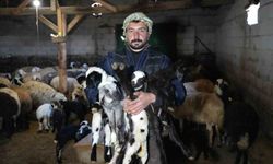 Erzincan’da baharın habercisi: Yeni doğan kuzularla tatlı telaş