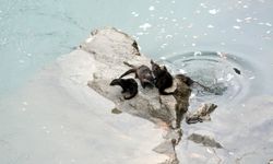 Fırat Nehri'nde 4 su samuru kameralara yansıdı