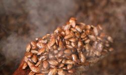 Geleneksel lezzete modern dokunuş: Türk kahveli badem şekeri